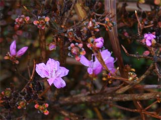 霧島中岳のミヤマキリシマの花