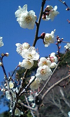 梅の花（背景は鋸山）
