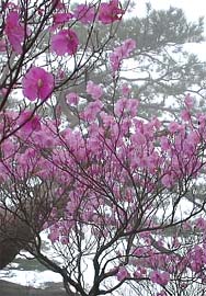 アケボノツツジの花